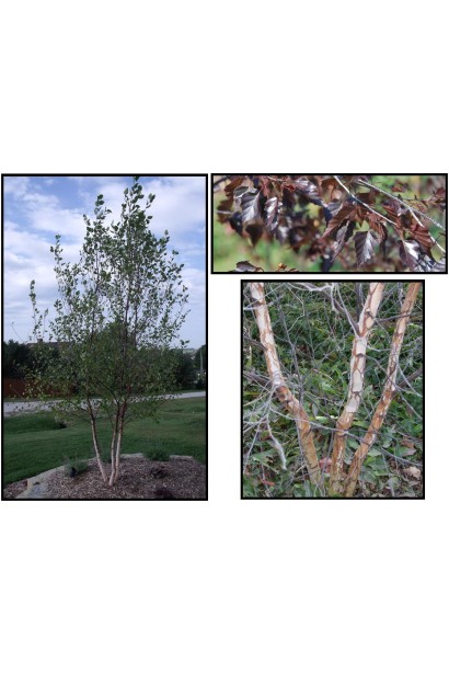 Береза плакучая Роял Фрост трехствольное дерево