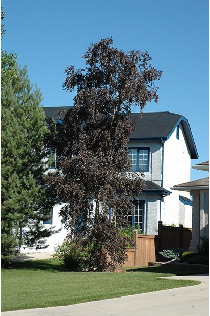 Береза повислая Роял Фрост в ландшафте