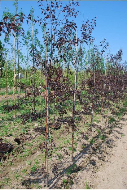 Береза Роял Фрост в питомнике в поле