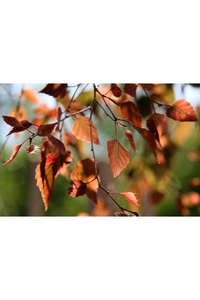 Бронзовый цвет листьев березы Роял Фрост осенью