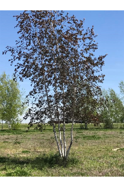 Береза повислая Роял Фрост