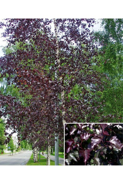 Береза Royal Frost озеленение парковой зоны