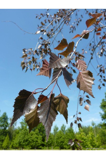 Береза Роял Фрост бордовые листья