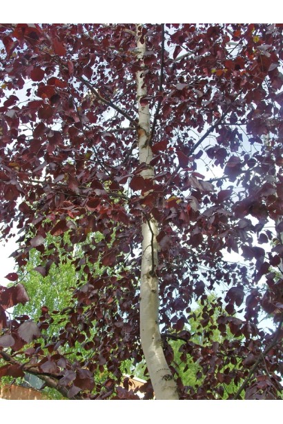 Betula pendula Royal Frost