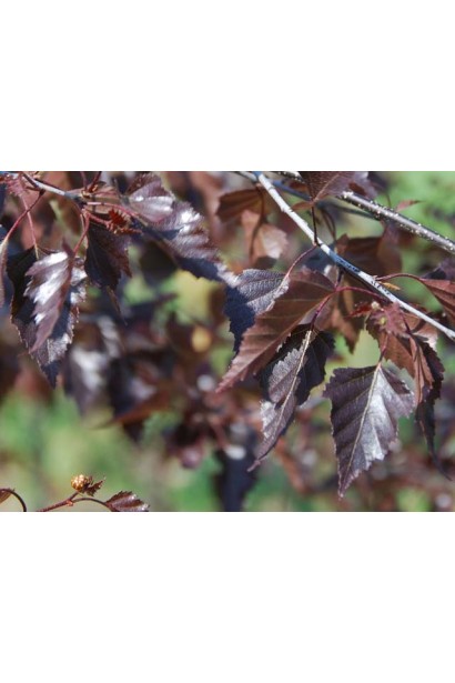 Береза бородавчатая Роял Фрост листья