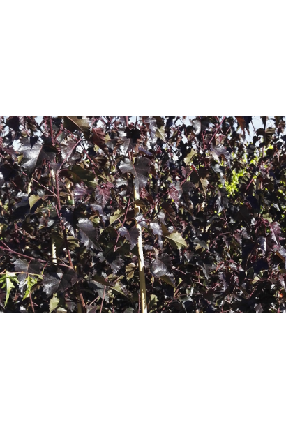 Краснолистая береза