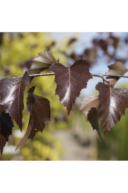 Береза повислая Royal Frost 