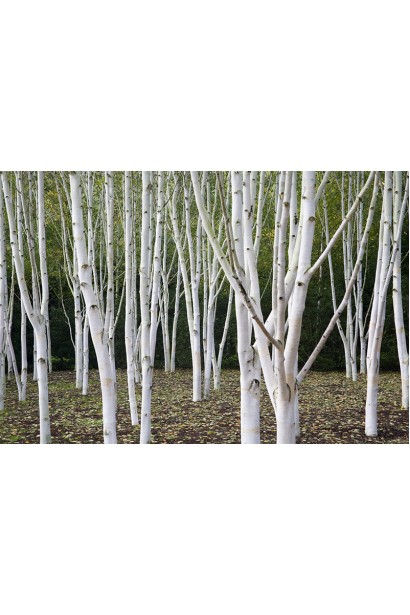 Береза полезная Жакмана насаждения деревьев