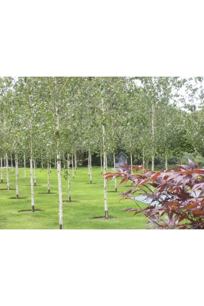 Береза полезная Жакмана рядовая посадка