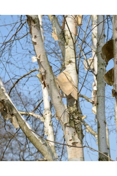 Береза полезная Жакмана