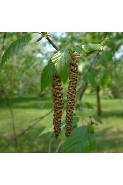 Береза Жакмана цветение серьгами