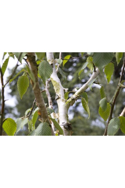 Сердцевидные зеленые листья березы Жакмана