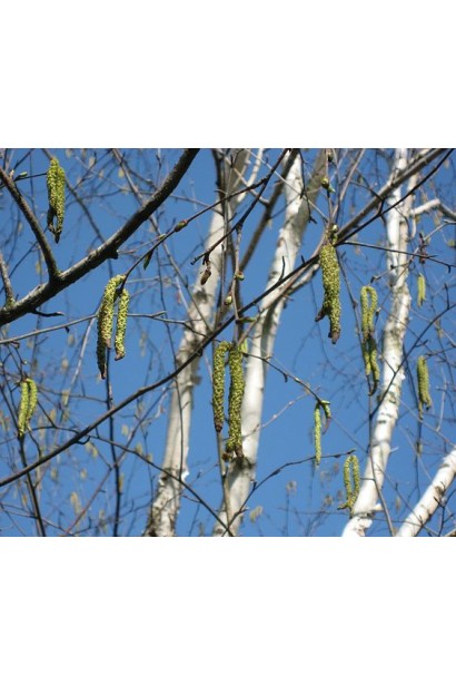 Береза полезная Жакмана