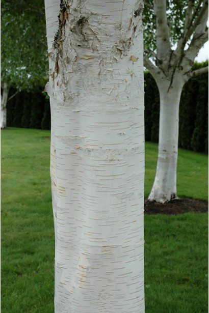 Береза полезна Jacquemontii белоснежная кора