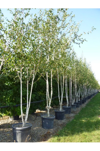 Береза полезная Жакмана саженцы в контейнерах