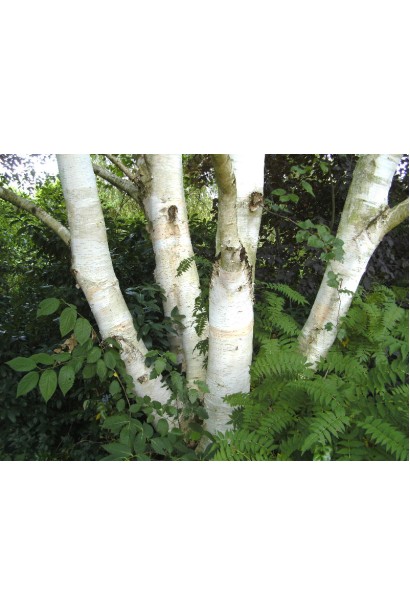 Береза полезная Жакмонте многоствольное дерево