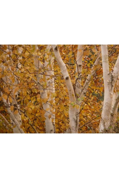 Береза полезная Жакмана осенью