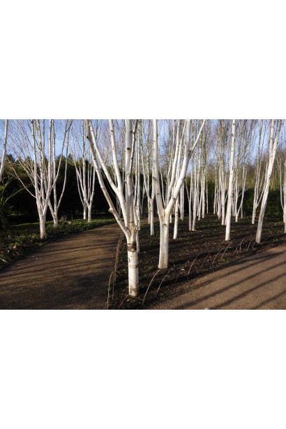 Береза полезная Жакмана групповое насаждение