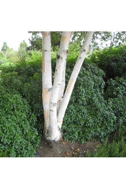 Береза Жакмана четырехствольная