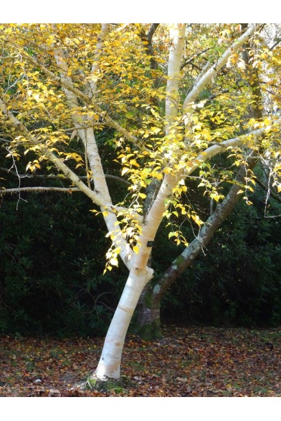 Betula utilis Jacquemontii 