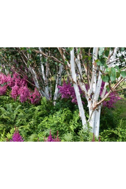 Береза Jacquemontii ландшафтный дизайн