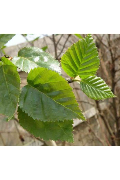 Зеленые листья березы Жакмана