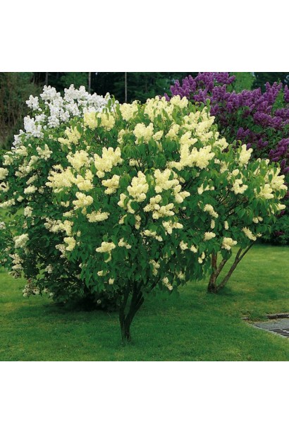 Бузок Примроуз у саду