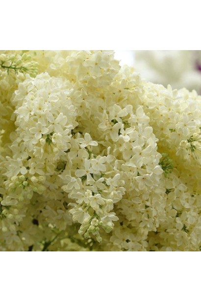 Жовті квіти бузка Primrose