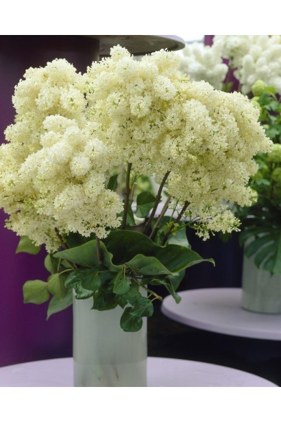 Букет бузка звичайного примроуз