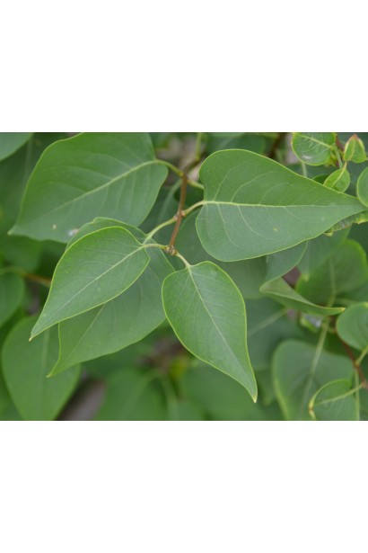 Листя бузка звичайного примроуз