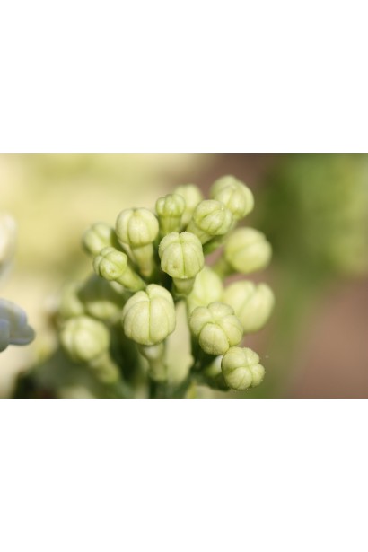 Крихітні пуп’янки бузка звичайного примроуз зеленувато-жовтого кольору