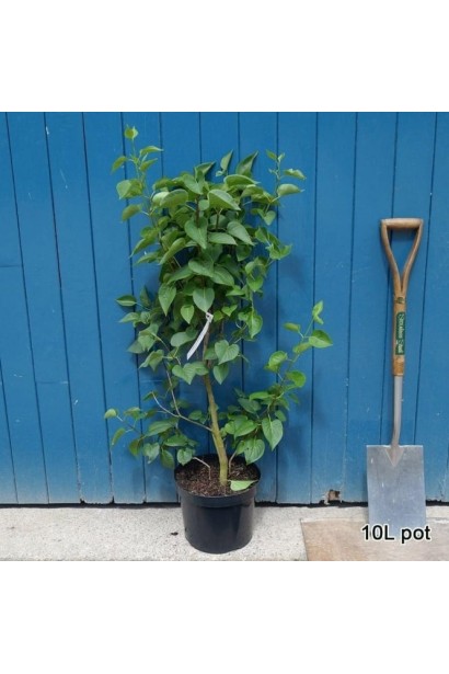 Бузок звичайний Примроуз в садовому центрі 