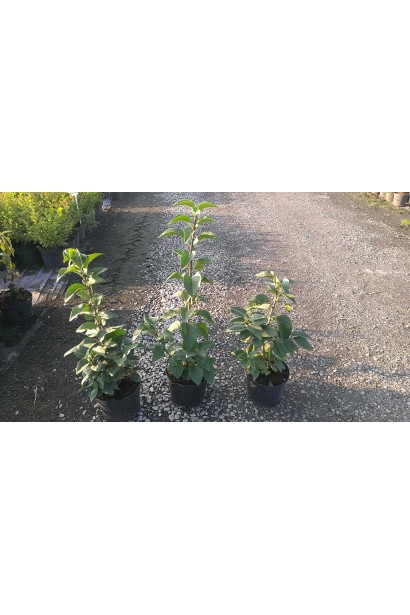 Саджанці бузка звичайного примроуз