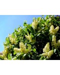 Бузок звичайний Прімроуз | Сирень обыкновенная Примроуз | Syringa vulgaris Primrose