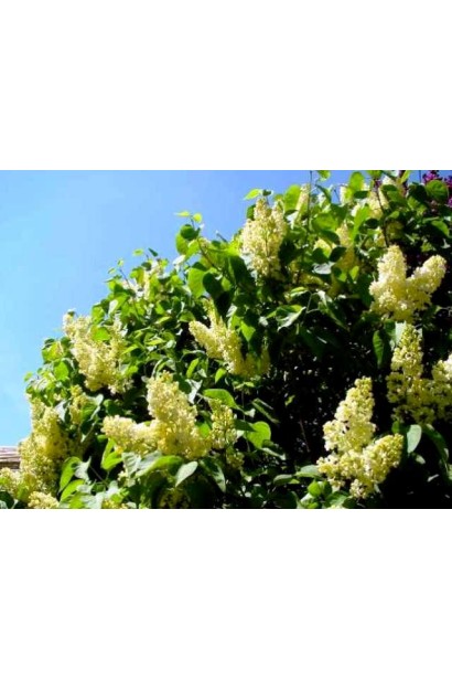 Syringa vulgaris Primrose