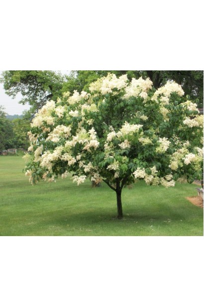 Декоративний бузок Primrose