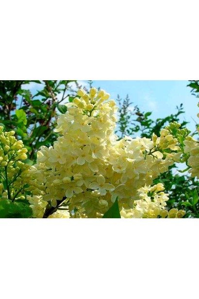 Пурпурно-жовтий бузок Primrose