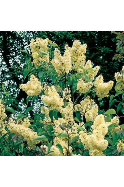 Бузок звичайний Примроуз