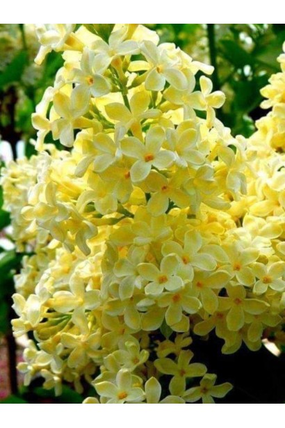 Бузок звичайний з ароматними жовтими квітами