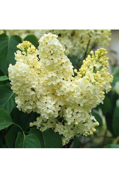 Весняний бузок Primrose в повному цвіті