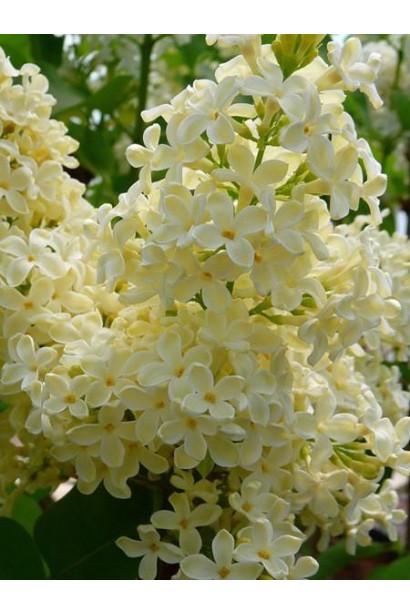 Пишні суцвіття бузка Primrose