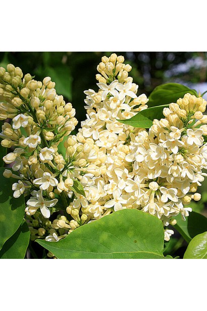 Бузок Примроуз з жовтими квітами