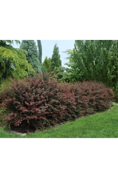 Барбарис Тунберга Ред Діджей 