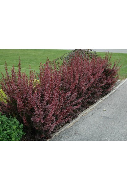 Барбарис Red DJ