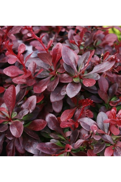 Барбарис  Ред Діджей пурпурне листя