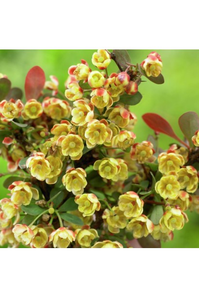 Барбарис Тунберга Ред Діджей  квіти