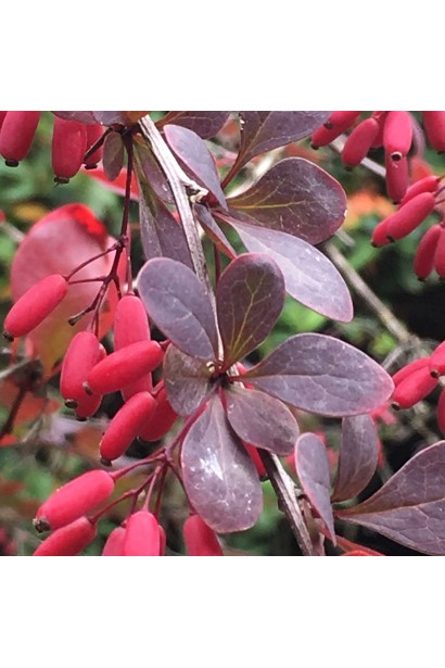 Барбарис Тунберга Ред Діджей  ягоди