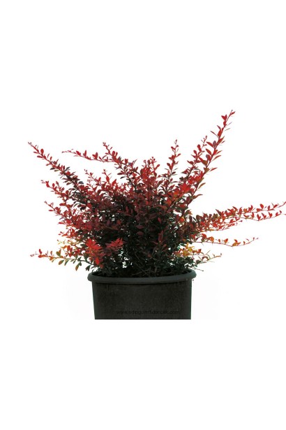 Барбарис Тунберга Ред Діджей  саджанець