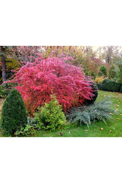 Барбарис Ред Діджей ландшафтний дизайн