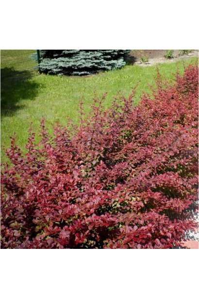 Berberis thunbergii Red DJ